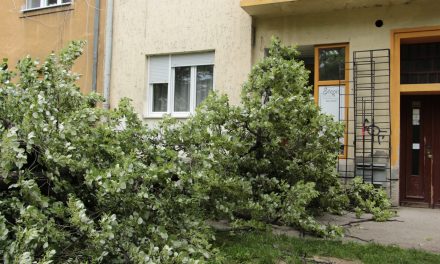 Újvidék: Épületre dőlt egy hársfa a Makszim Gorkij utcában (Fotók)