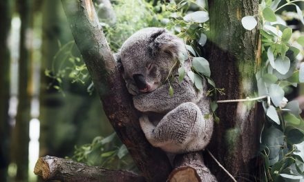 A koaláktól is búcsút vehetünk