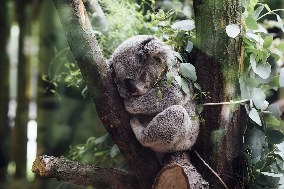 Videóra vették hogyan ölelik a koalák a fákat, miközben kivágják alóluk azokat