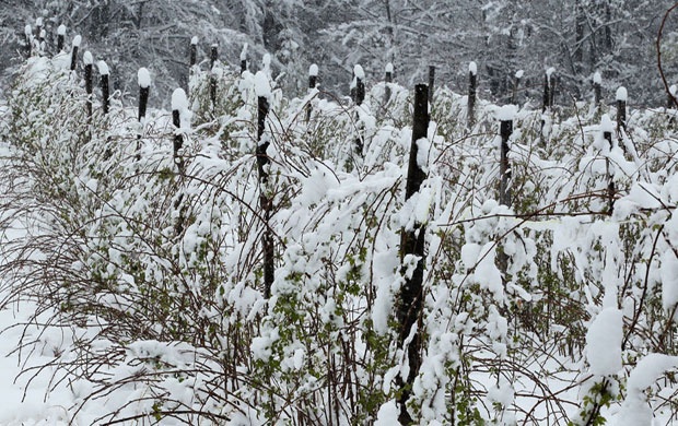 A hó tönkretette a szerbiai málnatermést