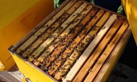 Tömeges méhpusztulás Nagykikindán – A kár felbecsülhetetlen