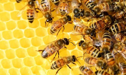 Sok a hamisított méz a piacon