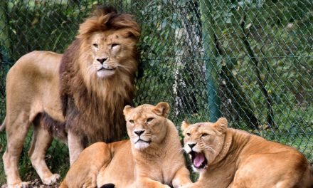 Felelőtlen gondozójára támadt két oroszlán egy németországi állatkertben