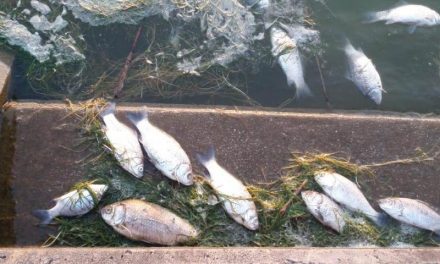 Tömeges halpusztulás a Palicsi-tóban
