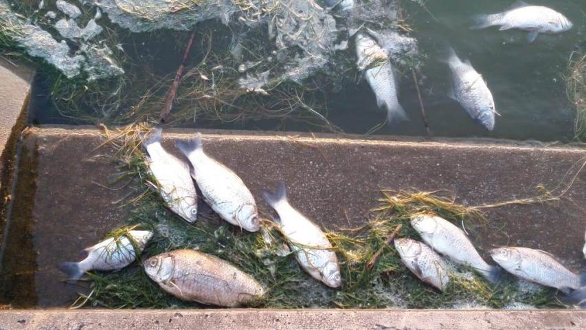 Tömeges halpusztulás a Palicsi-tóban