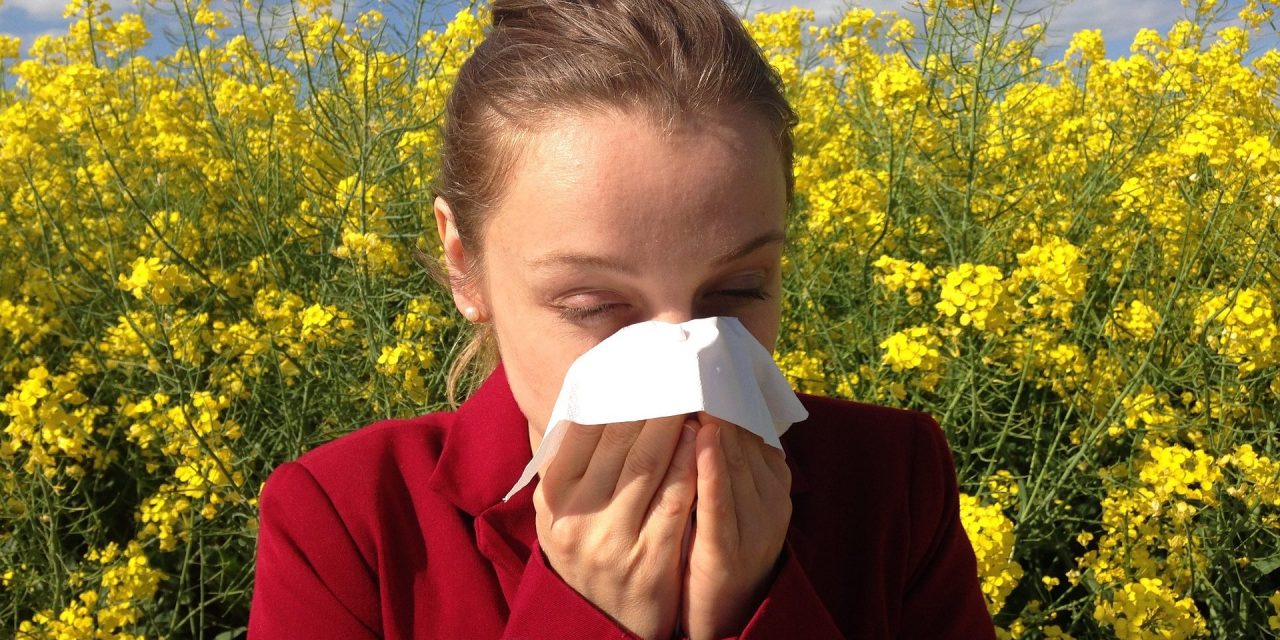 Szabadkán továbbra is magas az allergén növények pollenkoncentrációja