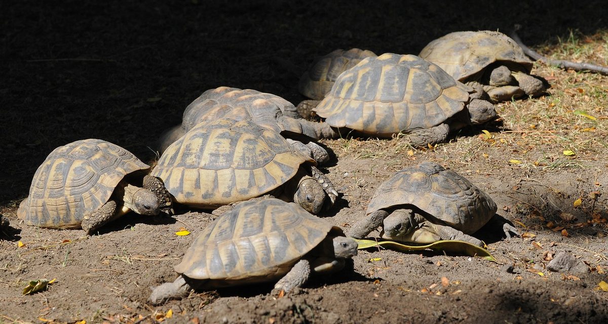Kockakővel ütötték agyon a budapesti állatkert görög teknősét