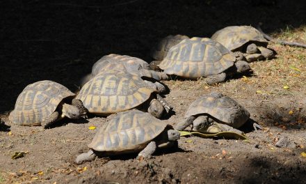 Kockakővel ütötték agyon a budapesti állatkert görög teknősét