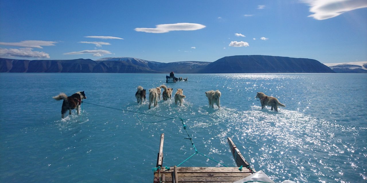 Térdig vízben gázoló szánhúzó kutyákról készült felvétellel hívják fel a figyelmet a szokatlan melegre