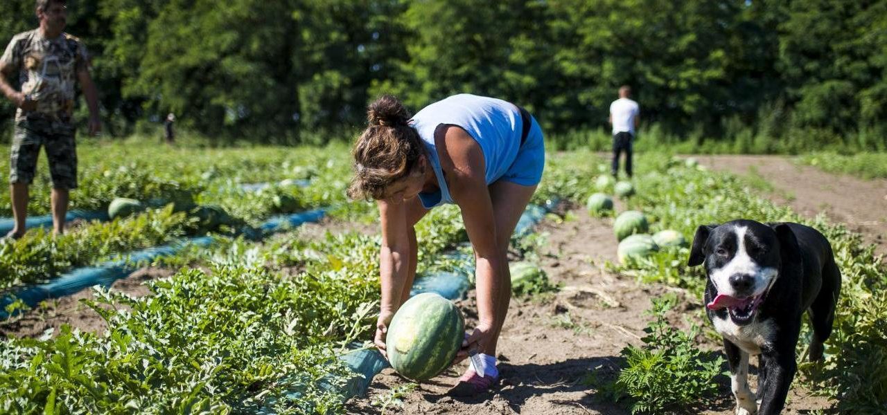 A legkeresettebb munkaerő: a szerbiai idénymunkás