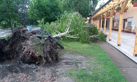 Fákat tépett ki a vihar Kispiacon (Fotók, Videó)