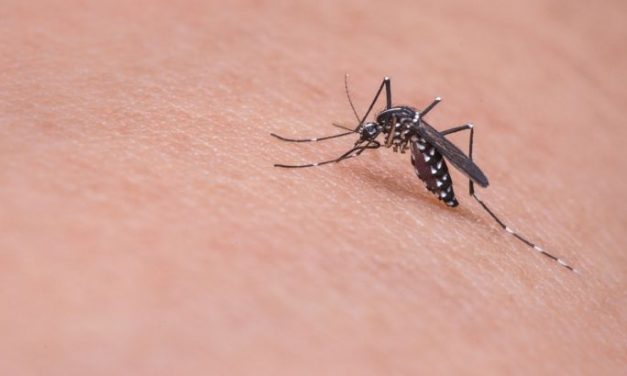 Pancsova: Három helyszínen találtak nyugat-nílusi lázat terjesztő szúnyogokat