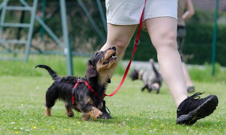 Bécsben kötelező lesz tanfolyamra mennie az új kutyatulajdonosoknak