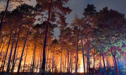 Erdőtűz pusztít Németországban