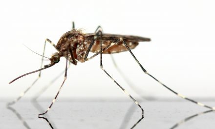 Szabadka környékén még nem kezdik meg a szúnyogok irtását