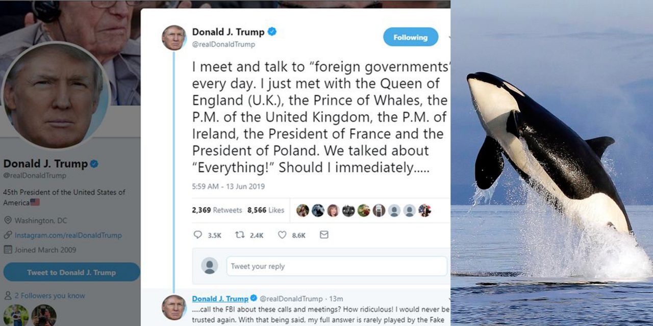 Baklövést követett el Donald Trump a walesi herceg címének leírásakor