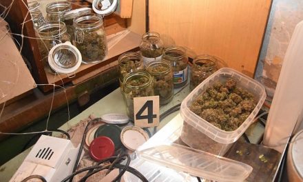 Hét kiló marihuanát talált a rendőrség Szabadkán