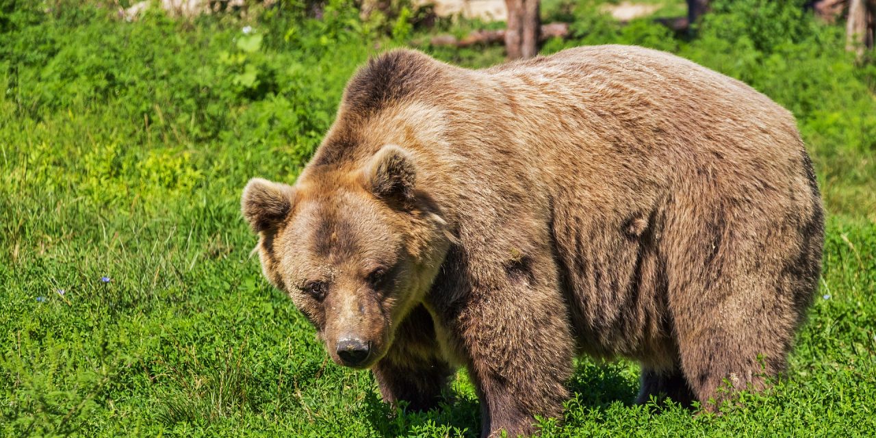 Medve támadt vadászokra Erdélyben