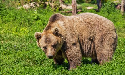 Medvetámadás Boszniában: Az állat letépte egy férfi lábfejét és alsó lábszárát