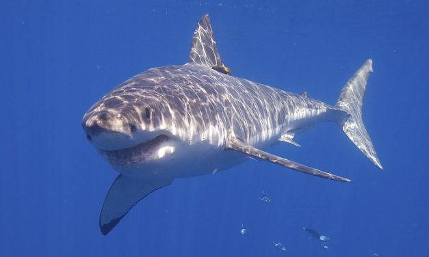 Két nap alatt három cápatámadás Florida partjainál