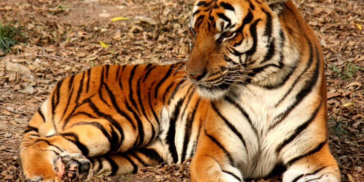 Az ezredforduló óta több mint 2300 tigris esett orvvadászok és orgazdák áldozatául