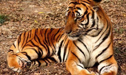 Az ezredforduló óta több mint 2300 tigris esett orvvadászok és orgazdák áldozatául