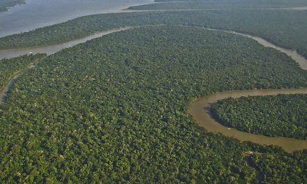 Augusztusban brutális mennyiségű esőerdőt pusztítottak el Brazíliában