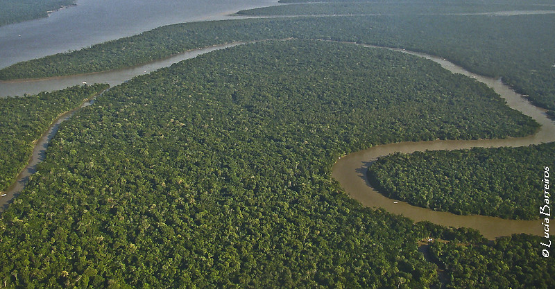 Augusztusban brutális mennyiségű esőerdőt pusztítottak el Brazíliában