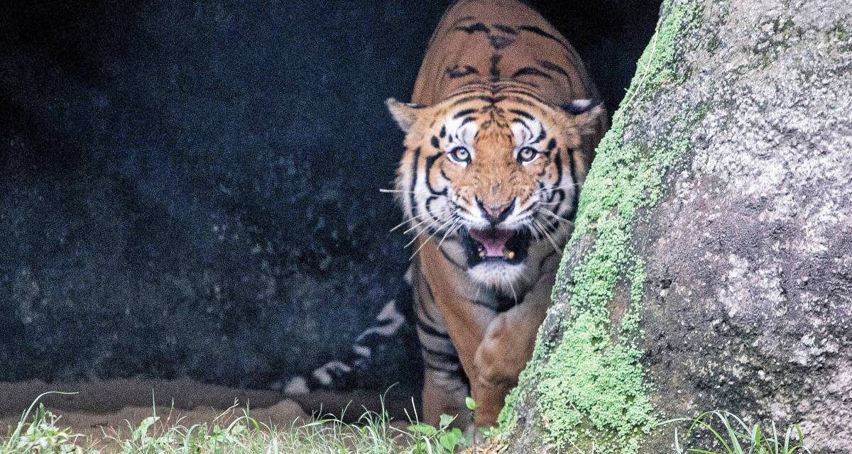 Emberevő tigrist fogtak el Nepálban