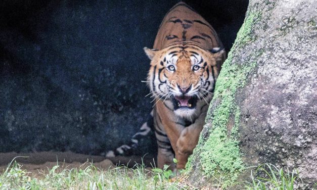 Emberevő tigrist fogtak el Nepálban
