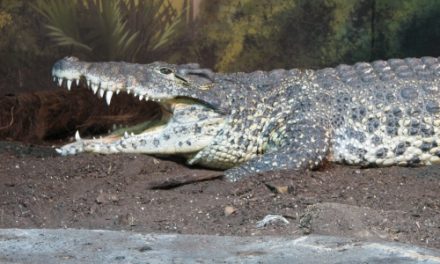 Ritkán látható krokodilok érkeztek a budapesti állatkertbe