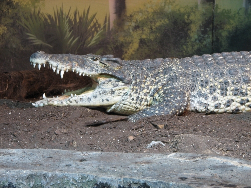 Ritkán látható krokodilok érkeztek a budapesti állatkertbe