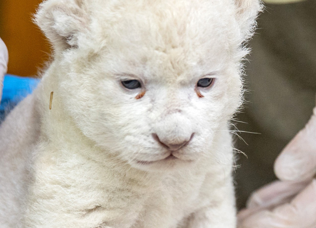 Már a kifutóban látható a Szegeden született fehér oroszlánkölyök