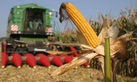 A három évvel ezelőtti ár alá zuhant a kukorica felvásárlási ára