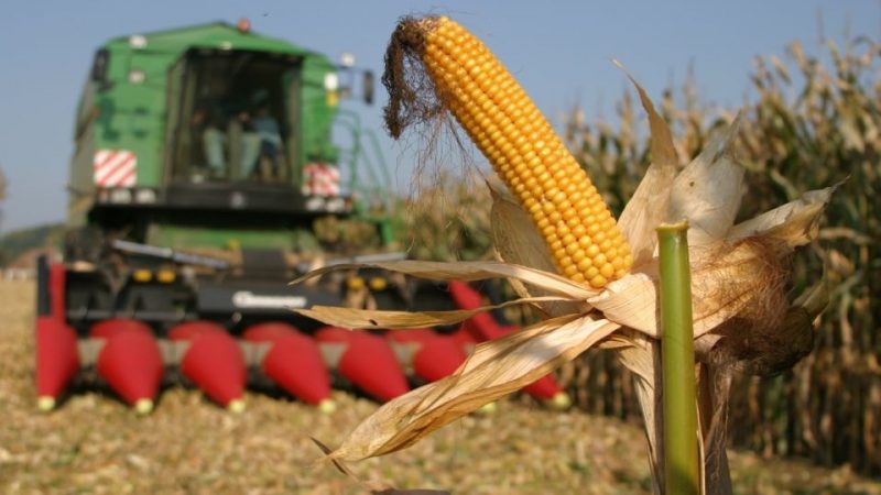 A három évvel ezelőtti ár alá zuhant a kukorica felvásárlási ára