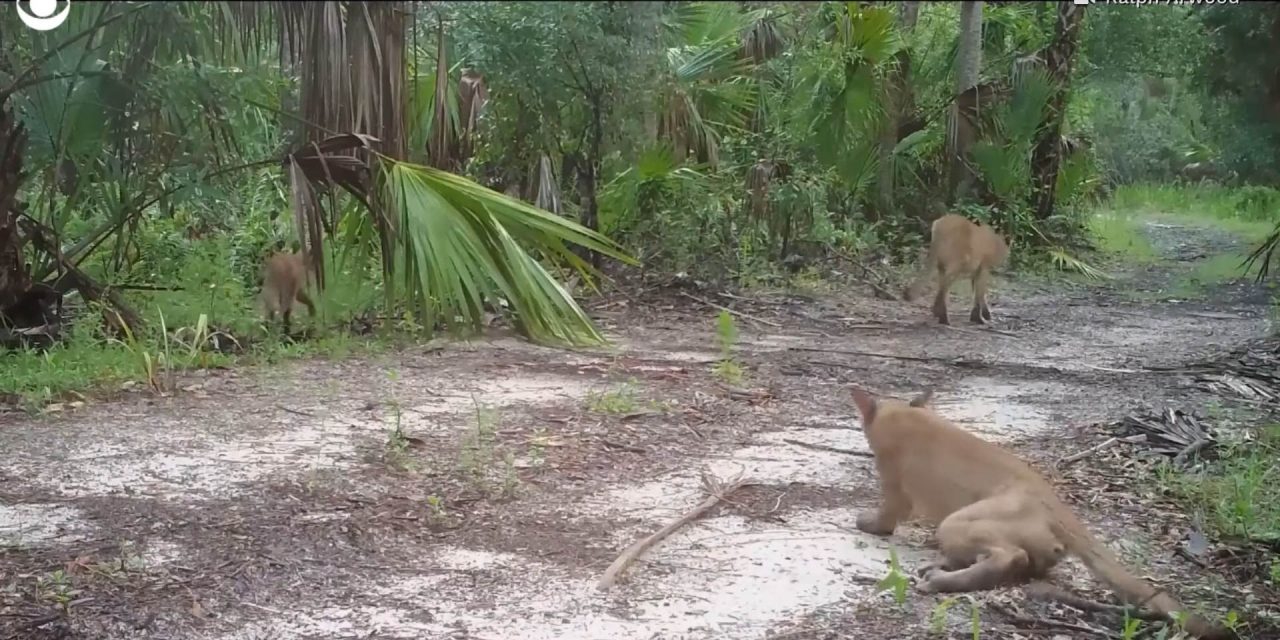 Rejtélyes idegrendszeri betegség miatt támolyognak az állatok Floridában (Videó)