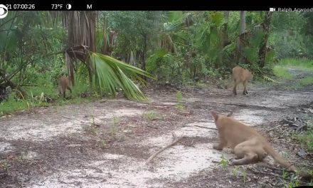 Rejtélyes idegrendszeri betegség miatt támolyognak az állatok Floridában (Videó)