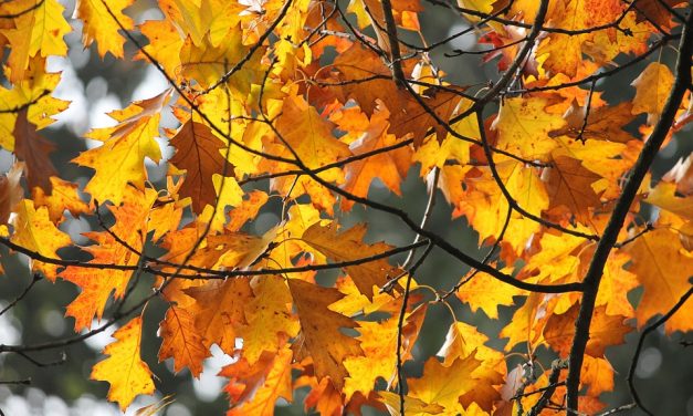 26 fok is lehet, de már hétfőn hidegfront érkezik