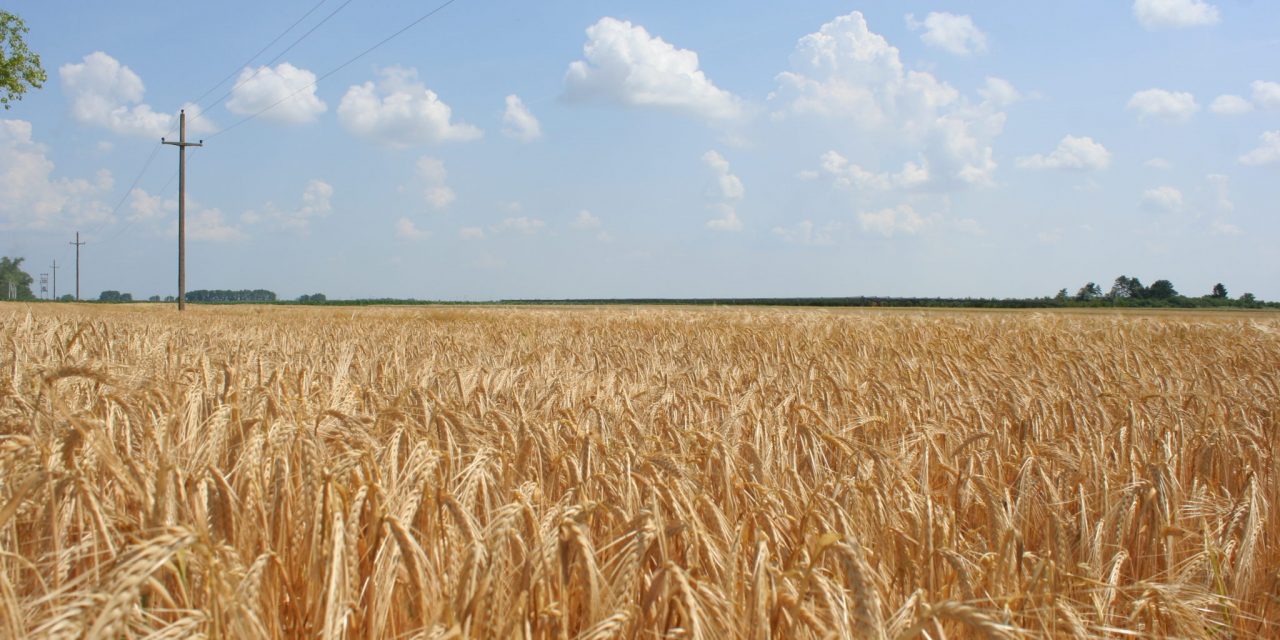 Milyen gabonát termeszthetünk, ha még melegebb lesz a bolygón?