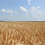 Agrárminiszter: A gazdák mindig elégedetlenek