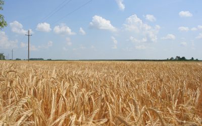 Mezőgazdasági feldolgozó üzemet építene egy ukrajnai vállalkozó