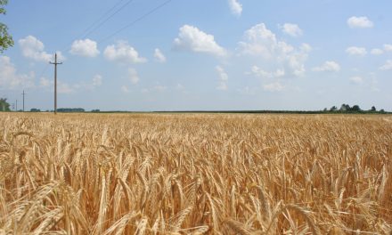 A gabonakivitel tiltása tönkreteszi a gazdákat