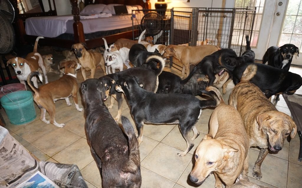 Kilencvenhét kutyát fogadott be a házába, hogy megmentse őket a hurrikán elől