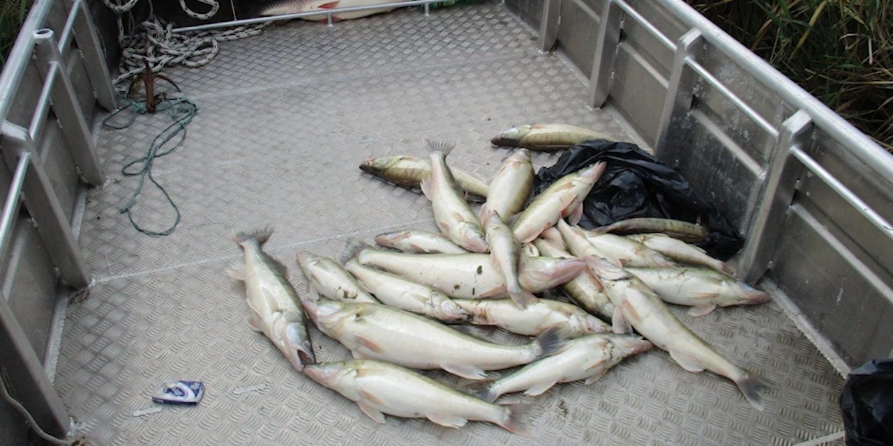 Orvhalászok garázdálkodnak a Palicsi-tavon