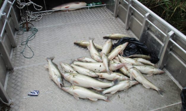 Orvhalászok garázdálkodnak a Palicsi-tavon