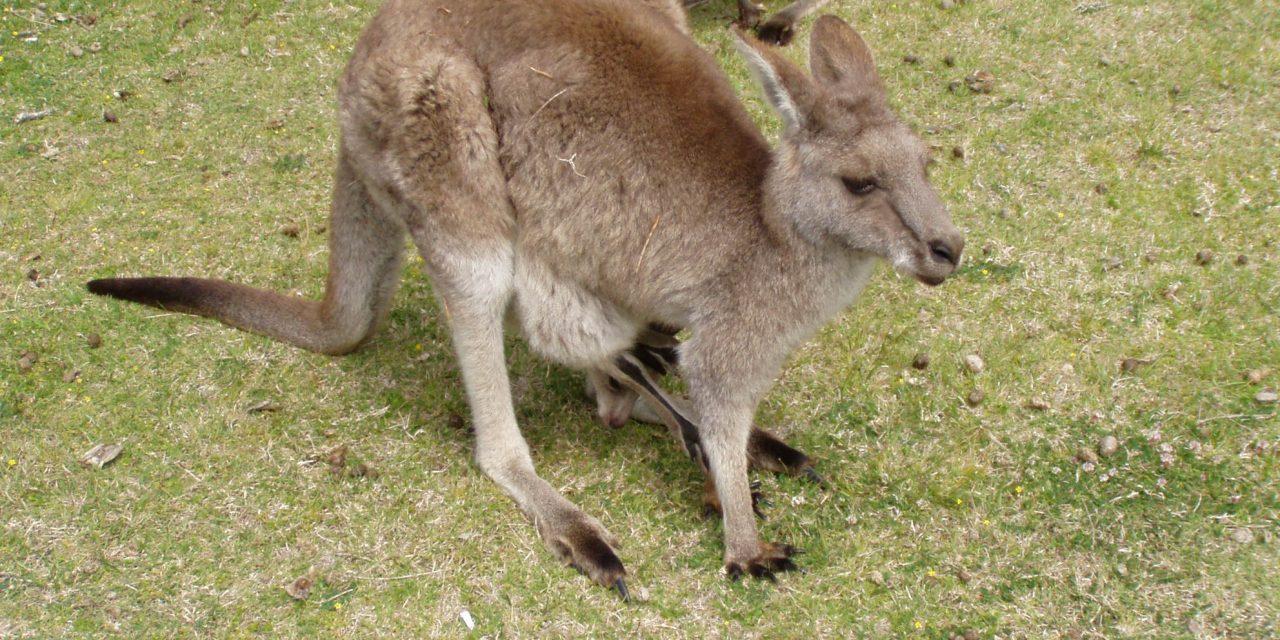 20 kengurut gázolt el kisbuszával egy megvadult ausztrál tinédzser