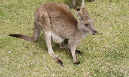 20 kengurut gázolt el kisbuszával egy megvadult ausztrál tinédzser