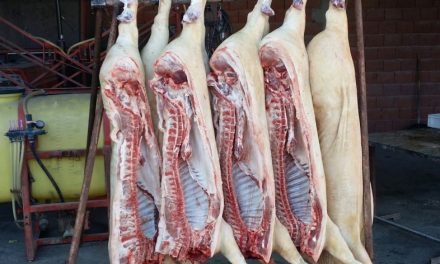 Szerbia ismét fogadja a friss sertéshúst Magyarországról