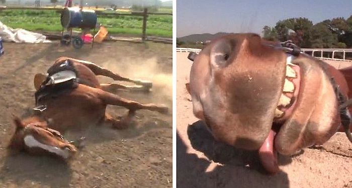 A ló, amelyik halottnak tetteti magát, ha lovagolni akarnak rajta (videó)