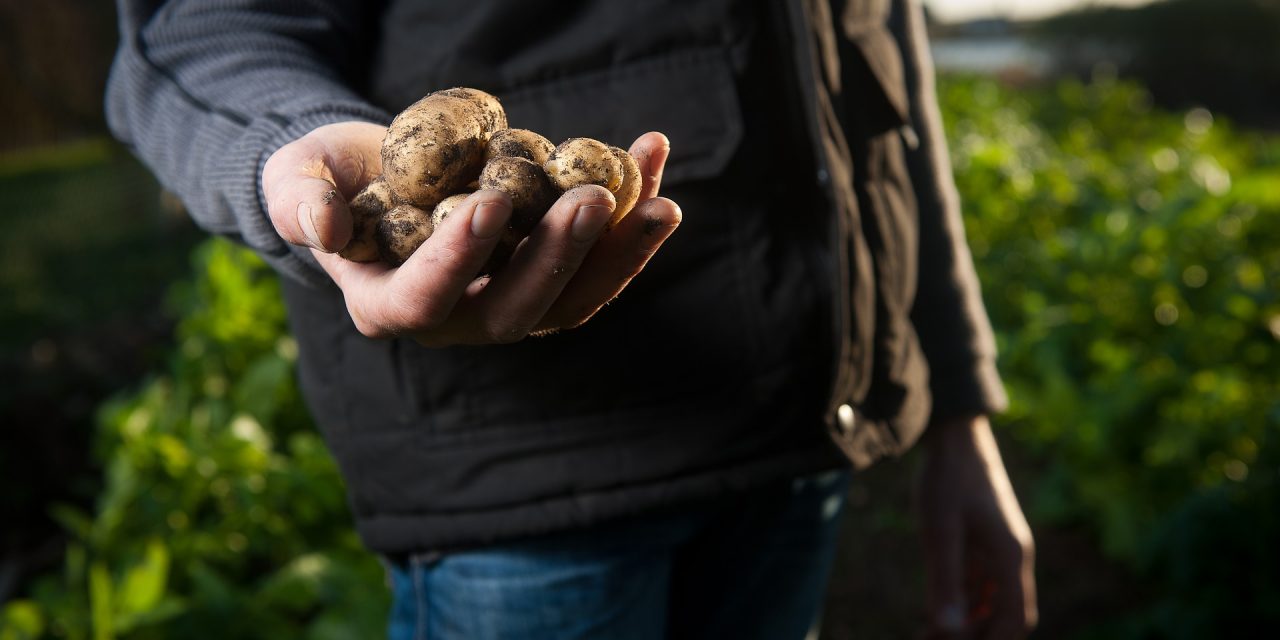 Öt tonna krumplit és ötszáz kiló káposztát lopott az óbecsei földekről